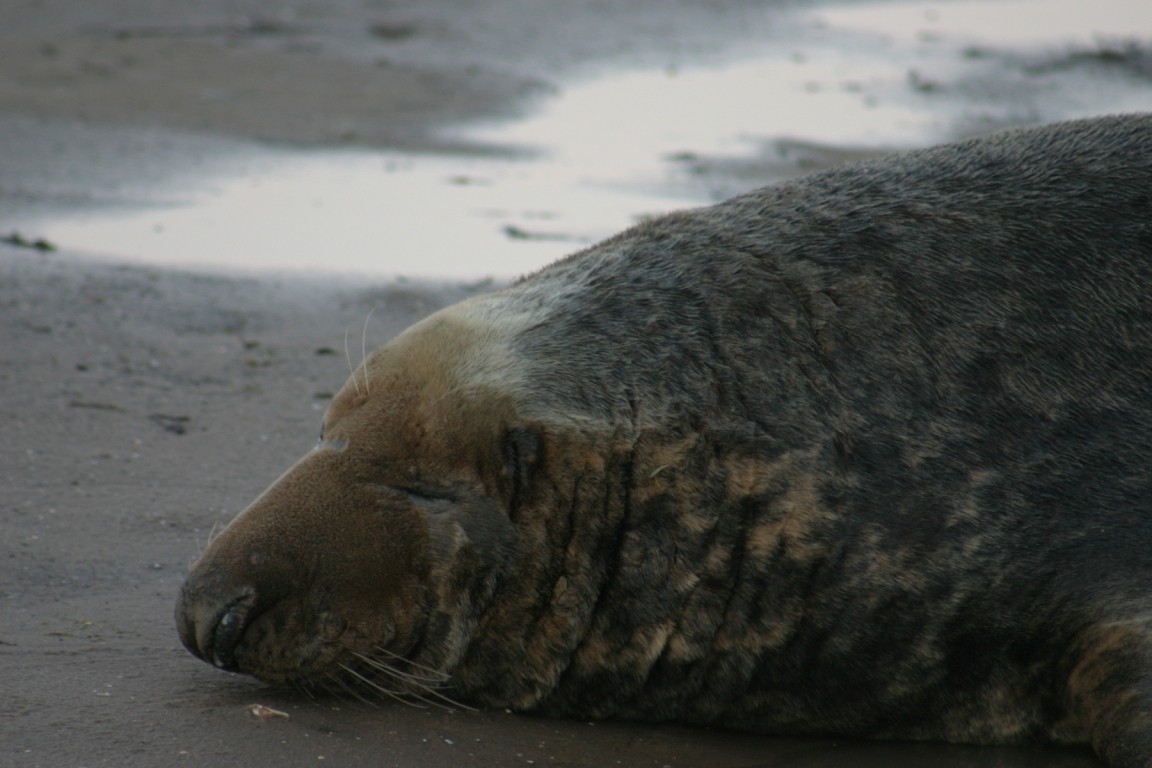 Tired Looking Seal Bull